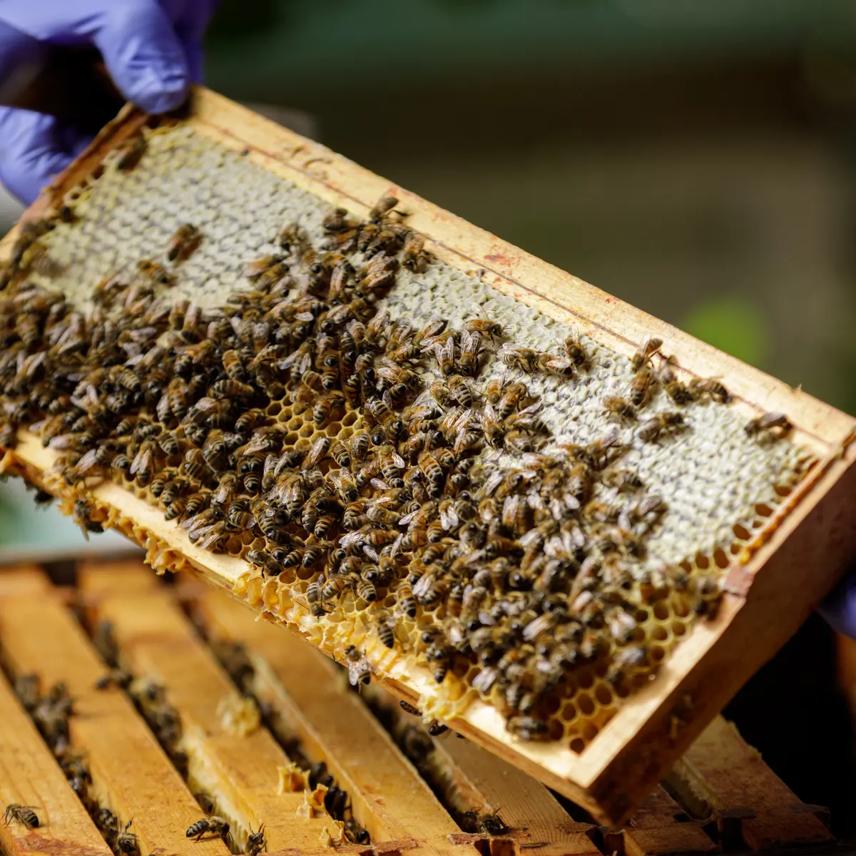 Beekeeping 