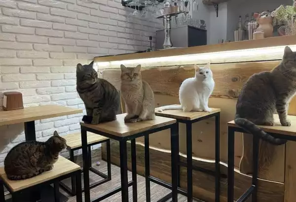 Animal cafés have been popular in Asia for some years, and cat cafes are increasingly appearing in other areas of the globe. Cat cafés are popular in New Zealand and Canada, and a few are opening in the United States.