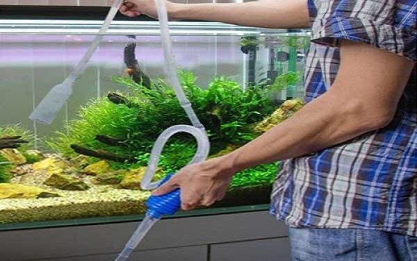 Why Aquarium Lovers Should Invest In Professional Cleaning Services