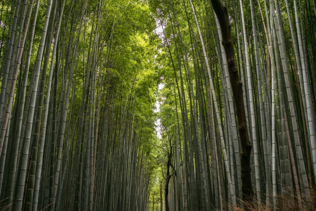 Австралия экваториальный лес бамбук