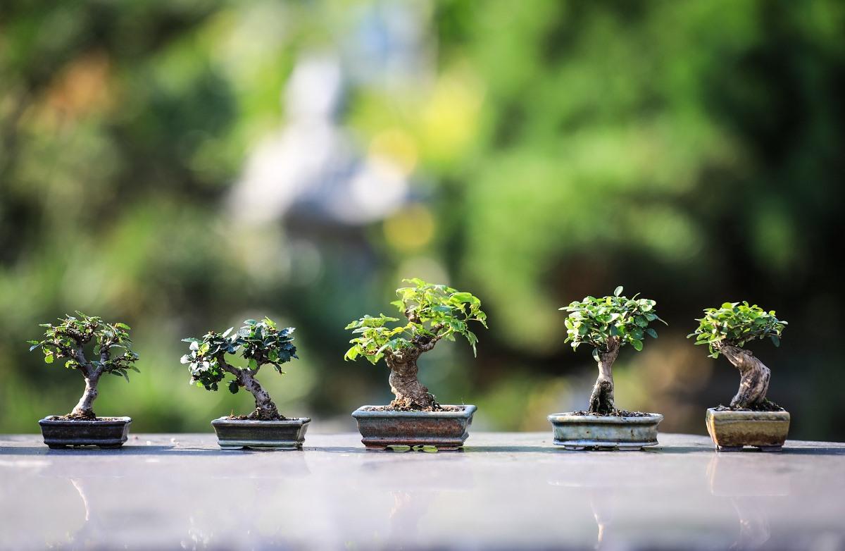 Bonsai Tree Business