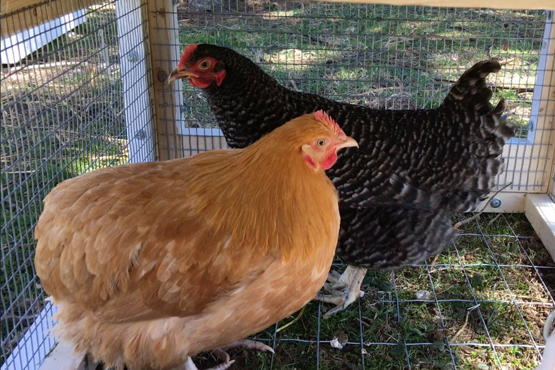 Company insurance is intended to safeguard the financial assets of a business owner and is an important investment for a chicken rental service.
