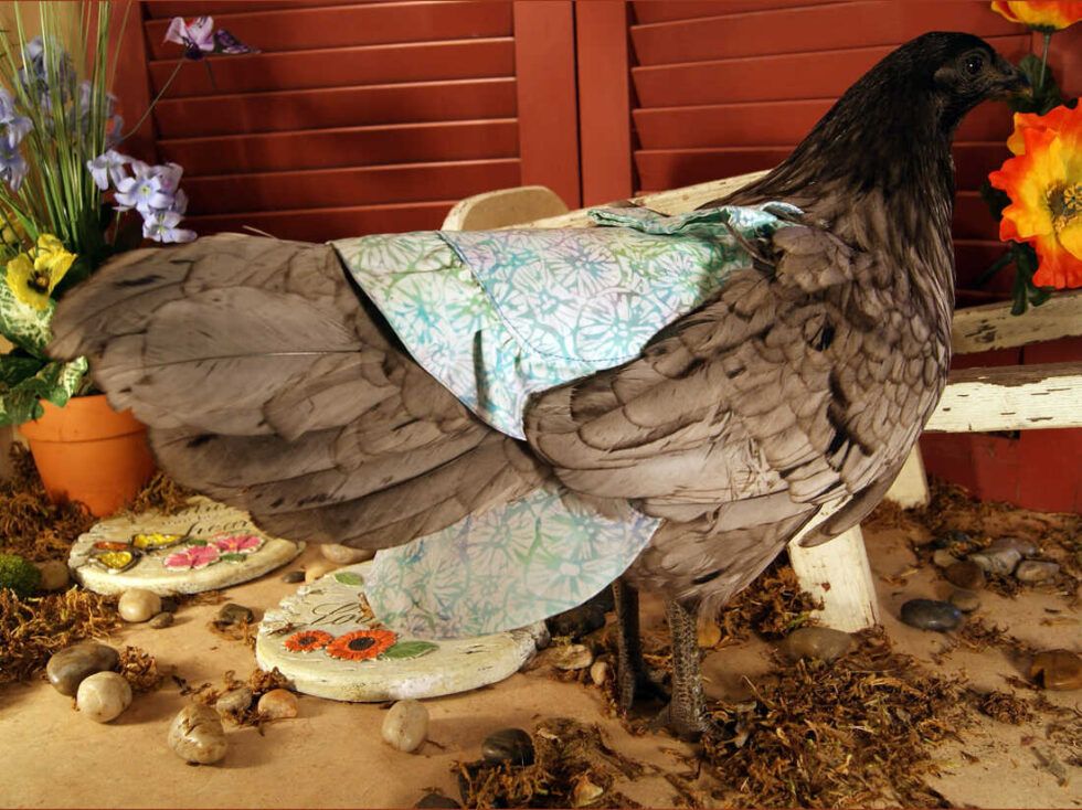 How To Start A Chicken Diaper Company