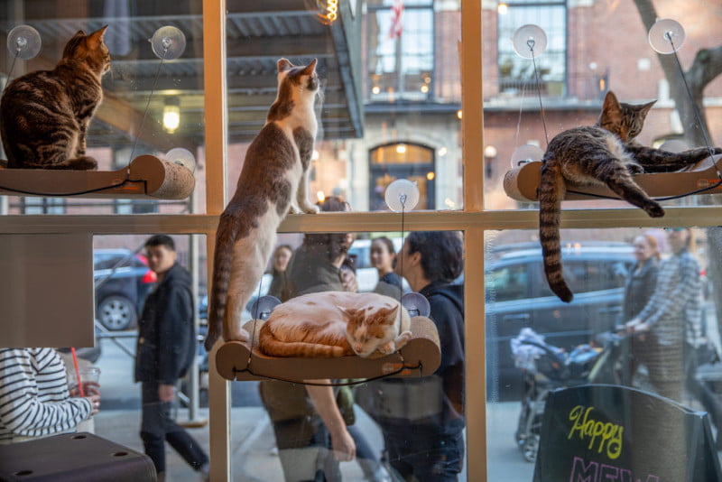 Company insurance is intended to safeguard the financial assets of a business owner and is a vital investment for a cat café.