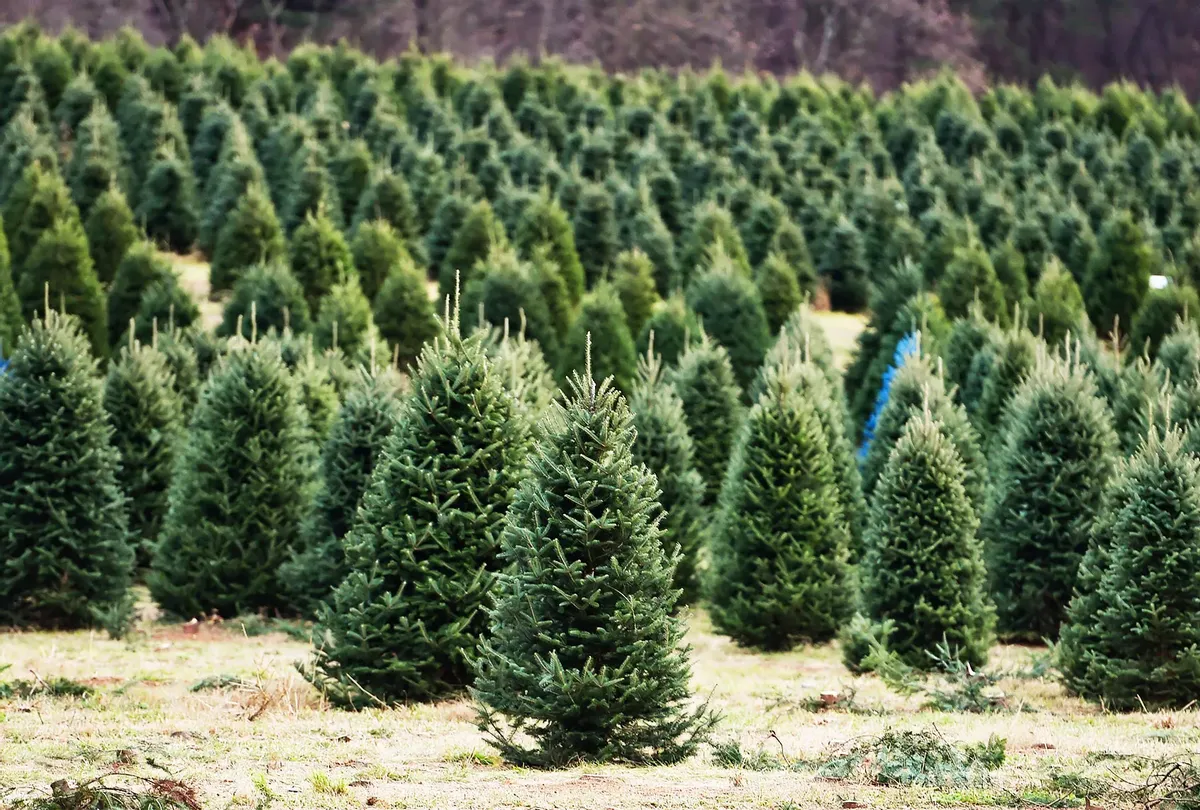 Company Insurance is meant to safeguard a business owner's financial assets and is a necessary investment for a Christmas tree farm.