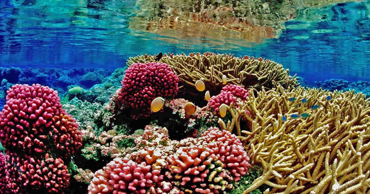 Coral farming is a joyful and successful business venture that provides gorgeous live additions to fish tanks of all sizes at all levels. Coral farming in bigger, more commercial, open water settings helps regenerate ocean reefs all around the globe. You may establish and run your own coral farming company by following a few simple principles.