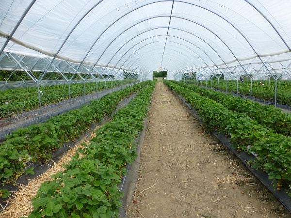 Company insurance is an important investment for a greenhouse business since it protects the financial assets of the business owner.
