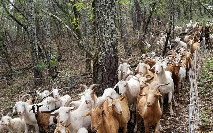 Company insurance is intended to safeguard the financial assets of a business owner and is a crucial investment for a goat rental business.