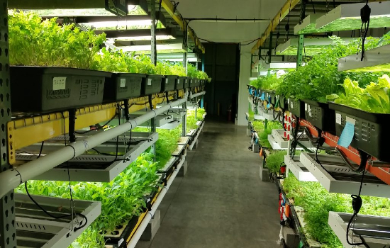 Company insurance is intended to safeguard the financial assets of a business owner and is an important investment for a hydroponics establishment.